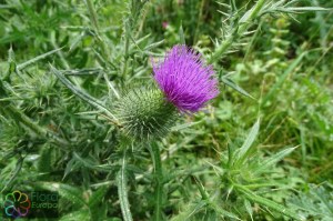 cirsium vulgare (1) (1200 x 800).jpg_product